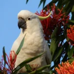 Long Hooked Beak