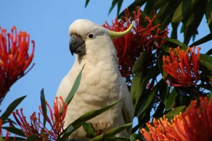 Long Hooked Beak