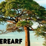 M0therearf: Understanding Its Role and Impact in Digital Culture